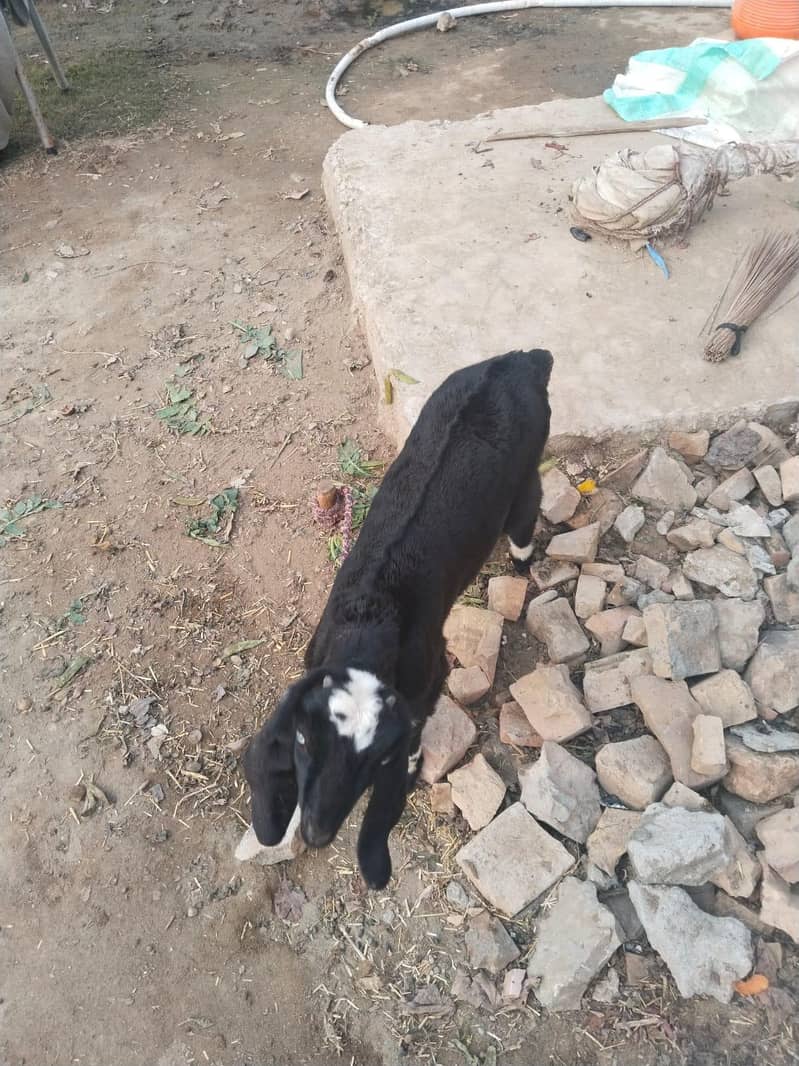 بیتل کراس بکری ساتھ بچی 25 دن کی 4