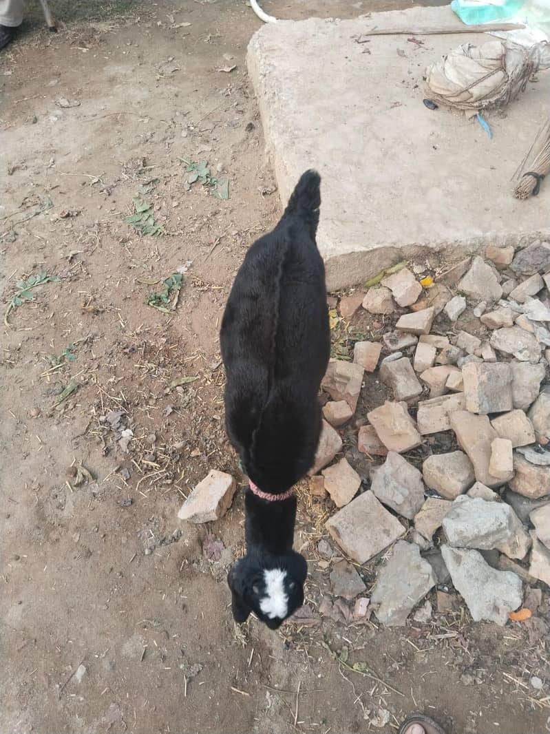 بیتل کراس بکری ساتھ بچی 25 دن کی 5