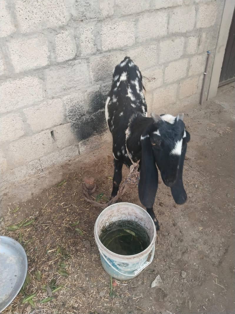 بیتل کراس بکری ساتھ بچی 25 دن کی 6