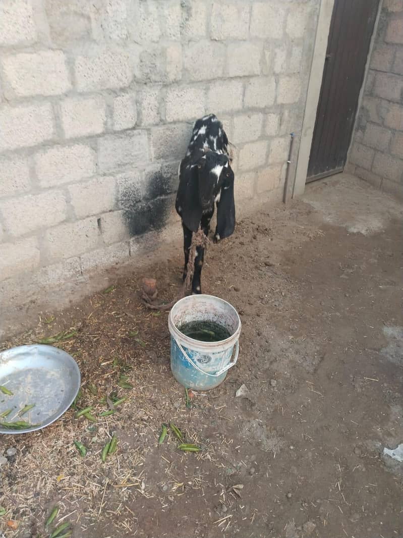 بیتل کراس بکری ساتھ بچی 25 دن کی 7