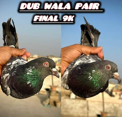 bazi wala  pair