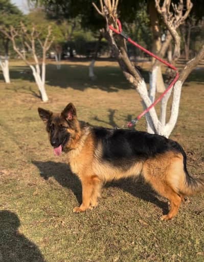 LONG COAT BLACK N TEN GSD BREEDER FEMALE AVAILABLE