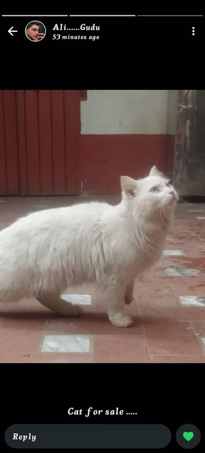 white make cat