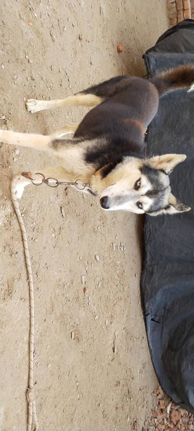 Female husky for sale