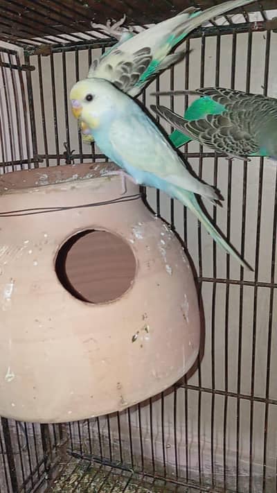 Rainbow and Clearwings Pathey