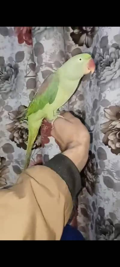 Raw talking parrot and hand tamed