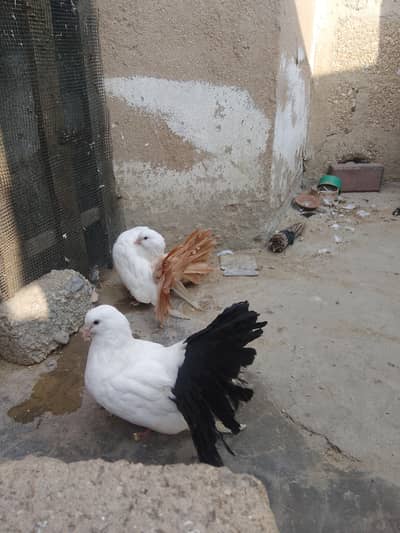 laka breeder pair// fantail // fancy pigeons