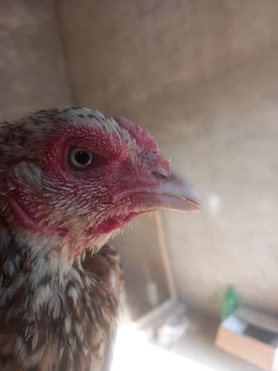 quality mianwali Aseel murgi