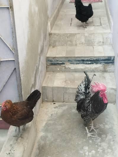 2 murghi ,1 Murgha for sale