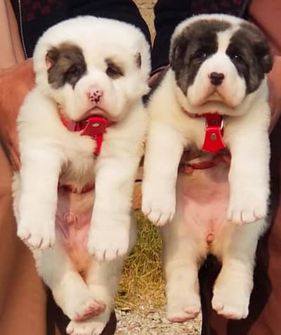 Alabai dabal hadi Havey bone stacture security dogs for sale