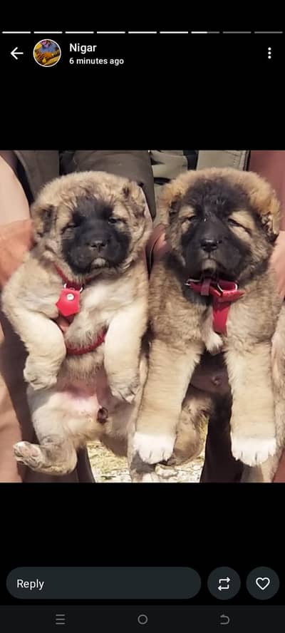 king Turkish kangal pair dabal Hadi pair havey bone stacture for sale