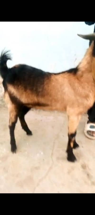 bakra
