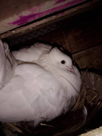 lakka kabotar big size breader pair already chick nikale hoye h