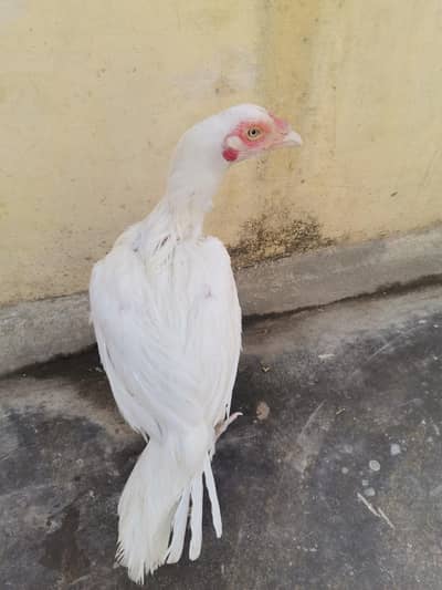 Top quality paper white Heera Aseel maadi for sale