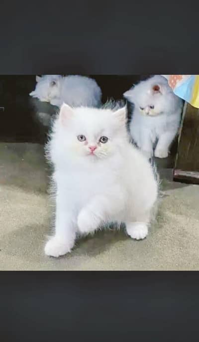 pure whait and treepal coted