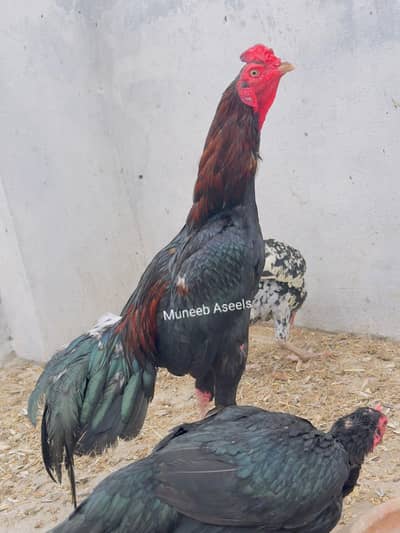 Mushka Lasani Aseel Murga Patha 03098573144 Read Description