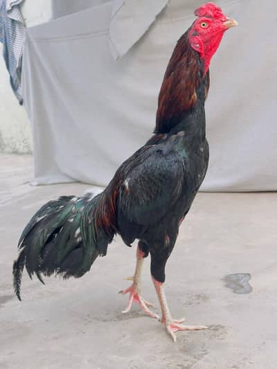 Mushka Lasani Aseel Murga