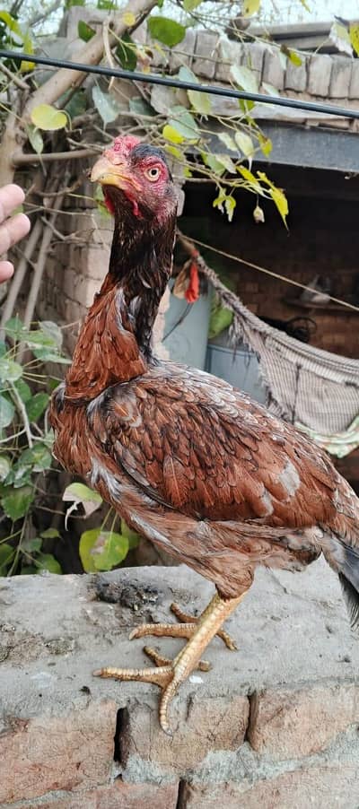 Achi Quality Ki 2 Murgiyan For Sale Location Faisalabad