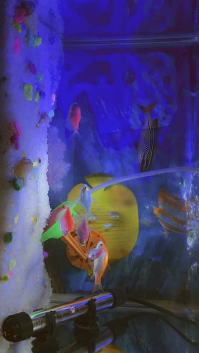 Fish aquarium with all accessories and 6 glow fishes lights food auto