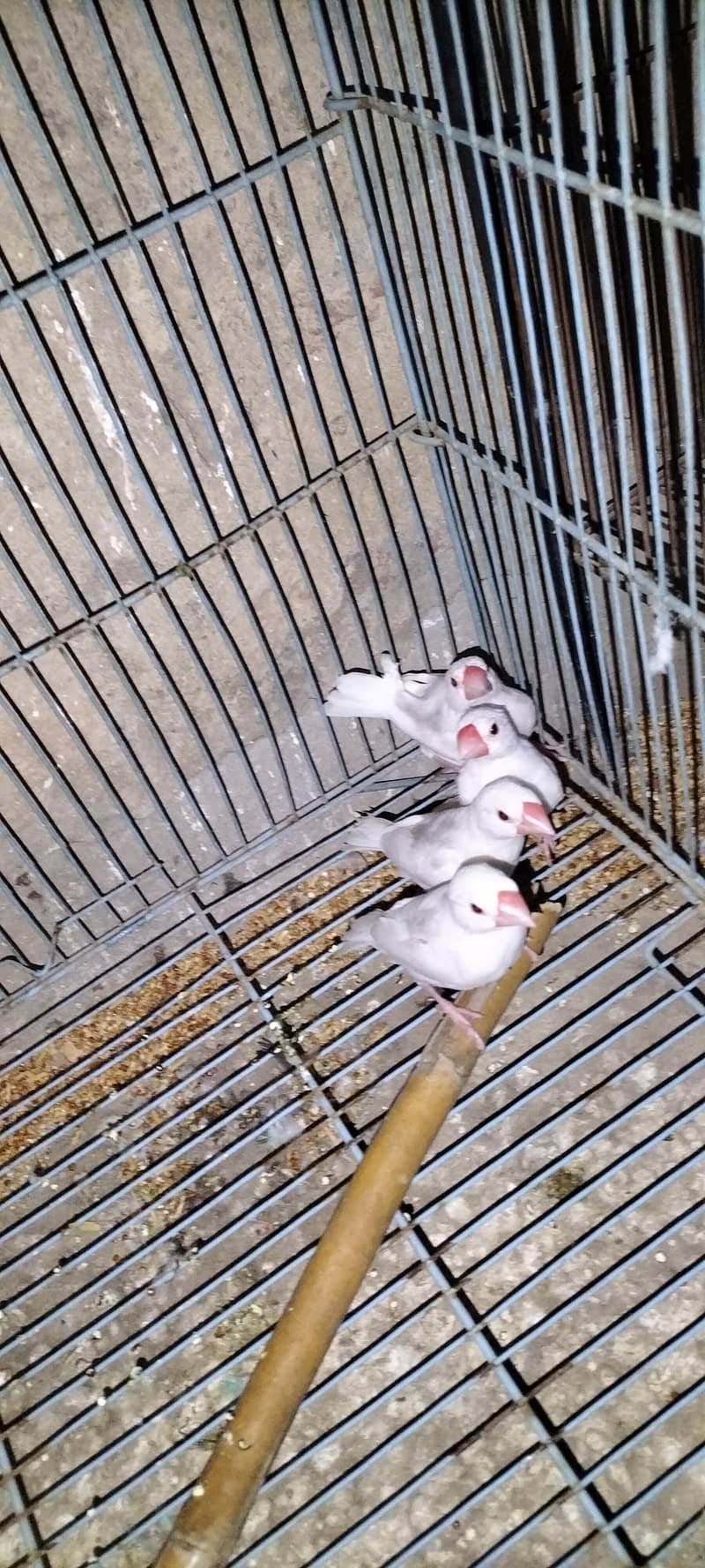 Java Finches Chicks 1