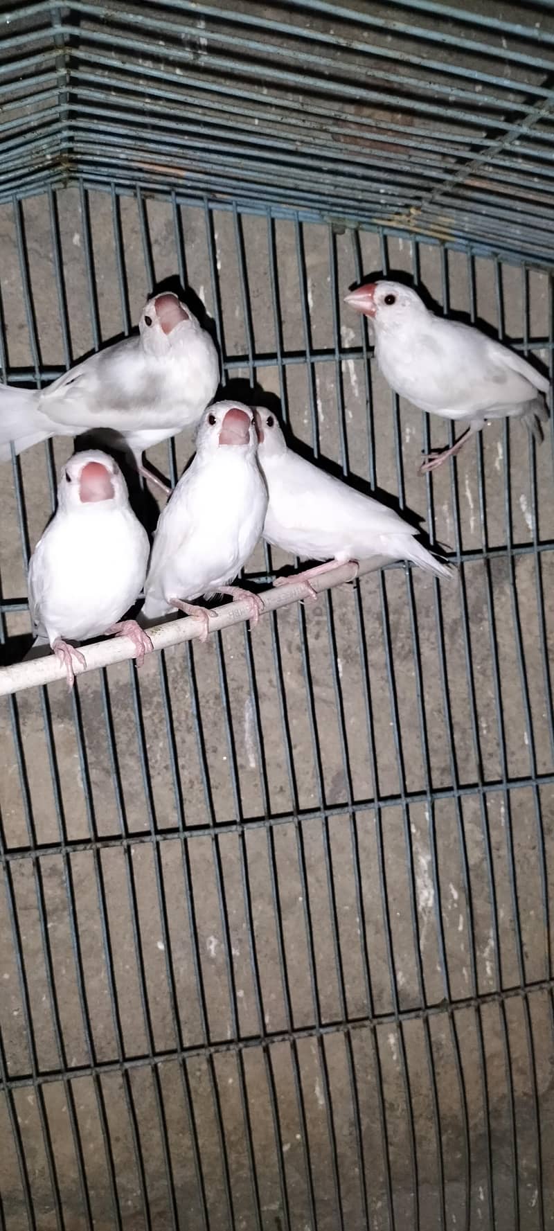 Java Finches Chicks 2