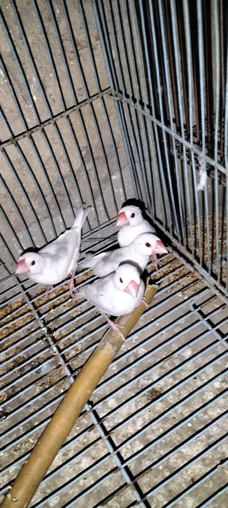 Java Finches Chicks 3