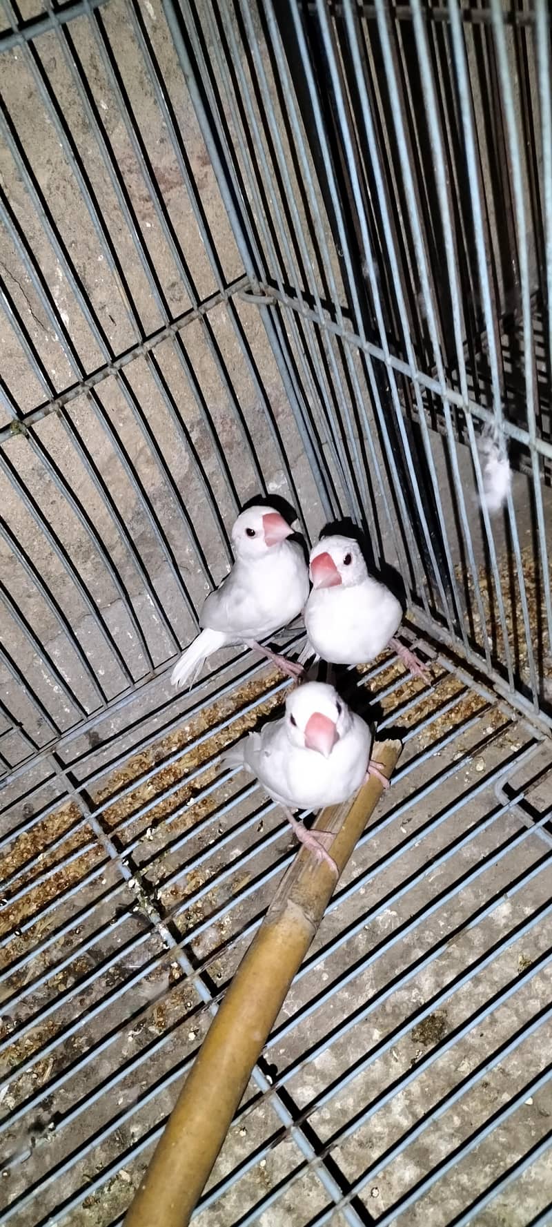 Java Finches Chicks 4