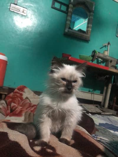 Himalyan cat for sale