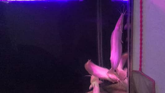 Naja shark and white catfish