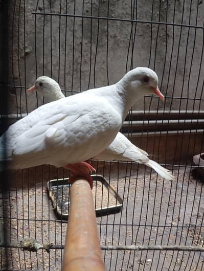 white dove breeder pair with cage for sale. 2 clutch de chuka hai