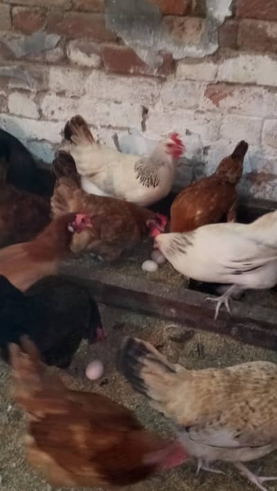 anday Wale murgi  frash