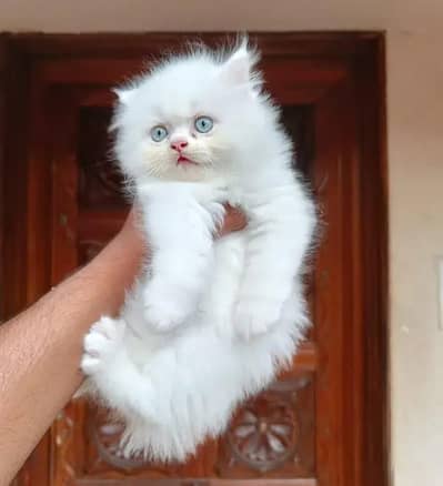 Persian kitten for sale