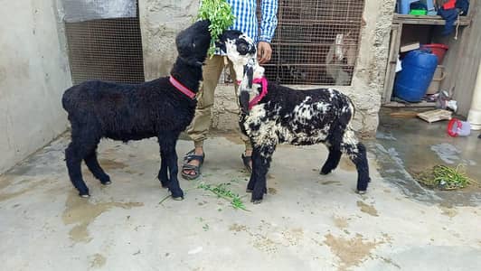 mashallah jori dono male hhh best for qurbani 2026