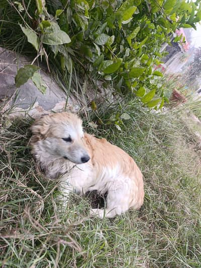 Russian dog  3 month age  family dog male