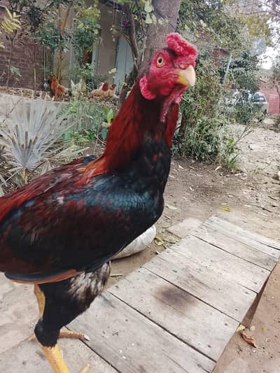 Ghar kya Pala Howa ha jis ko Lana ho wow rabta kra