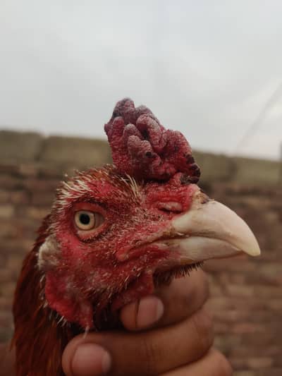 urgent sale need cash