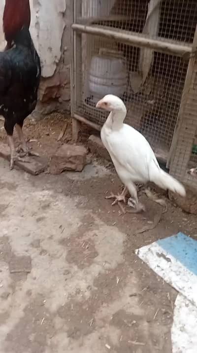 shamo aseel for sale