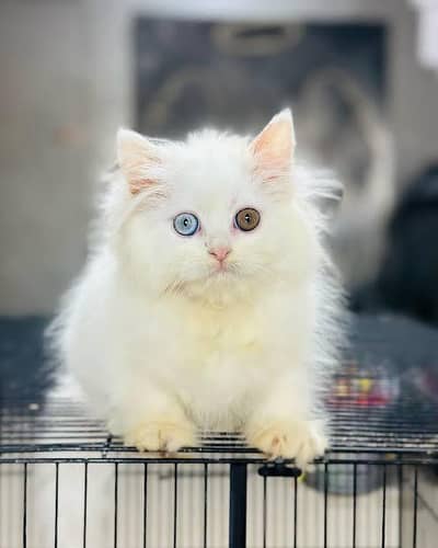 Persian kitten