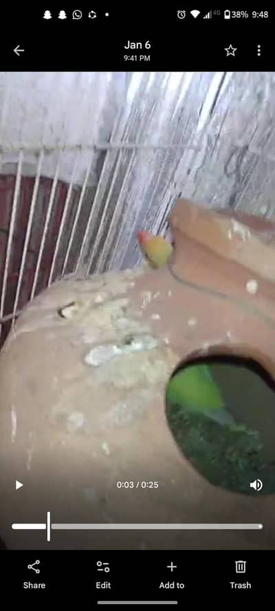 only breader pair or chicks or mattki and cages paisa kam ho jay ga