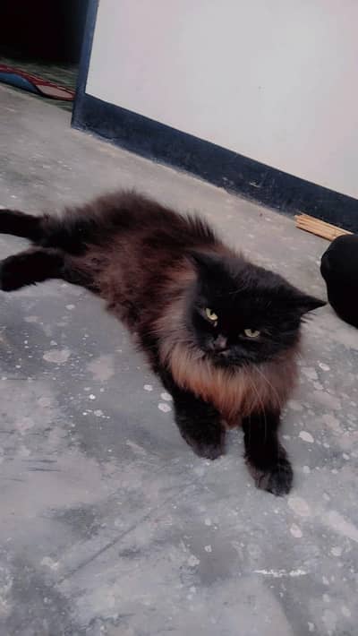 triple cote punch face