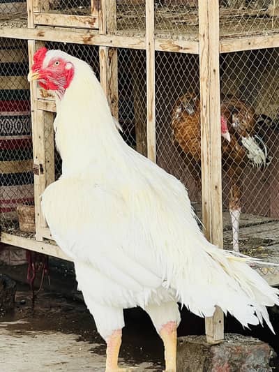 Bridear paper white chorase noke nali