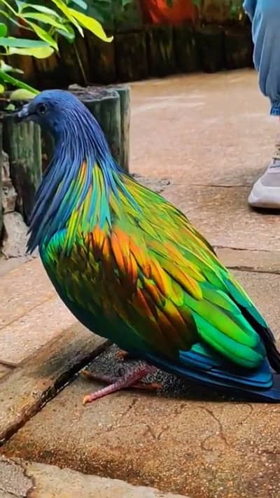 nicobar dove pair helthy and active for sale