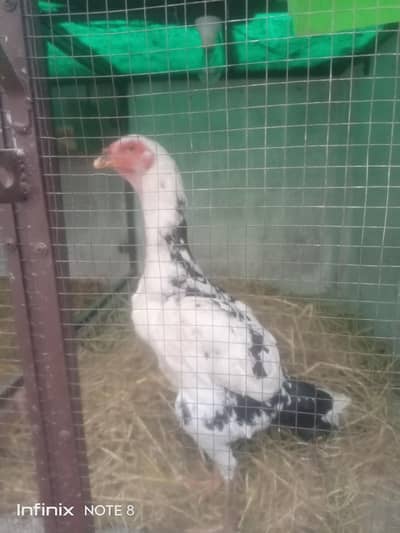 SHAMU Hen for sale | Ready to breed