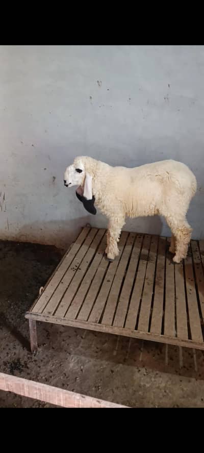 desi cheap male and female