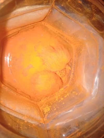 gidher singhi kadimi jori