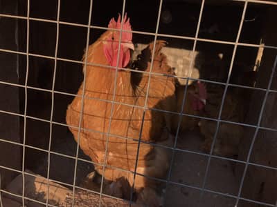 Golden heavy buff cochin ROOSTERS for sale