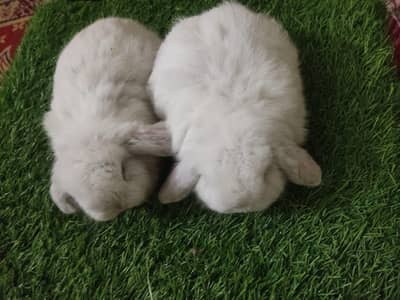 Holland lop top covalti bunys pair
