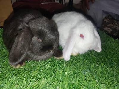 Holland lop top covalti bunys pair