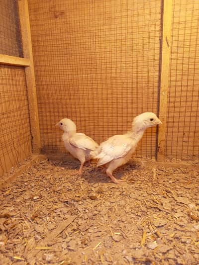 Aseel Chicks Heera Chicks