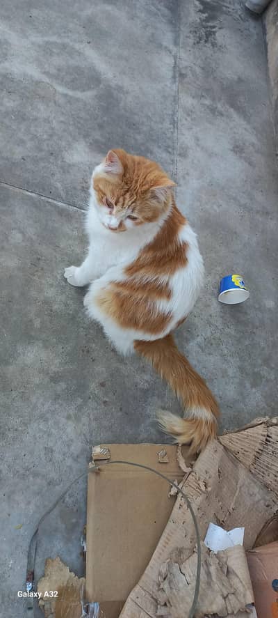 Persian cat for sale  with babies